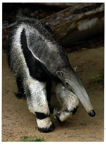 Engineering giant anteater, Creation engineering concepts, Anteater, Giant anteater HD phone wallpaper