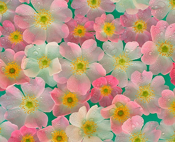 Pastel petals, blue, pink, yellow, green, flowers, pastels HD wallpaper