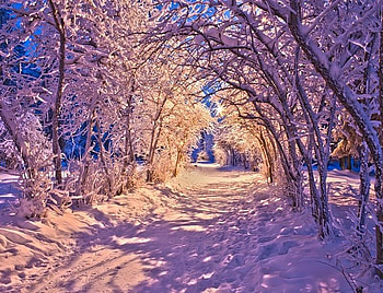 Winter Walk, pink, white, pretty, snow, trees, walk, arched HD wallpaper