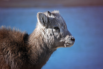 Animals, Young, Muzzle, Kid, Joey HD wallpaper
