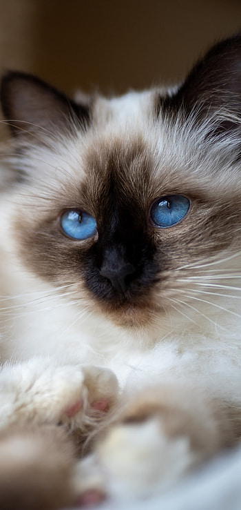 Colorpoint, Ragdoll HD phone wallpaper