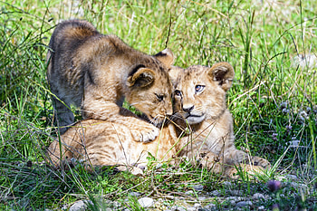 Animals, Young, Lioness, Nice, Family, Care, Joey, Nicely HD wallpaper
