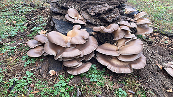 Oyster mushrooms, Fungal research, Mycology enthusiasts, Mushroom enthusiasts HD wallpaper