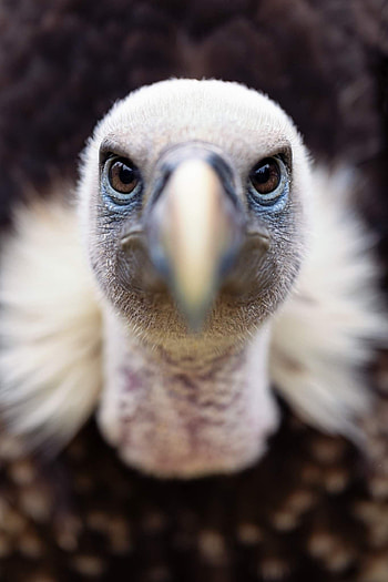 Birds of prey, Exquisite feathers, Magnificent avian creatures, Captivating buzzards HD phone wallpaper