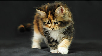 looking for trouble, cats, kitten, calico, playing HD wallpaper