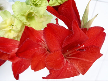 Plants, Flowers, Lilies HD wallpaper