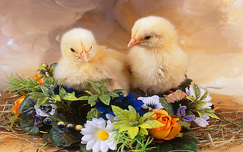 Easter chicken, cute, chicks, basket, blossoms HD wallpaper