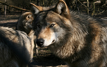 Animals, Wolfs HD wallpaper