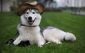 Animals, Fluffy, Lie, To Lie Down, Dog, Hat HD wallpaper