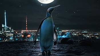 Penguin Moon Night , penguin, artist, artwork, digital-art HD wallpaper