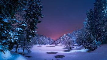 Snowy forest at night, Magical scenery, Whispering snowflakes, Winter enchantment HD wallpaper