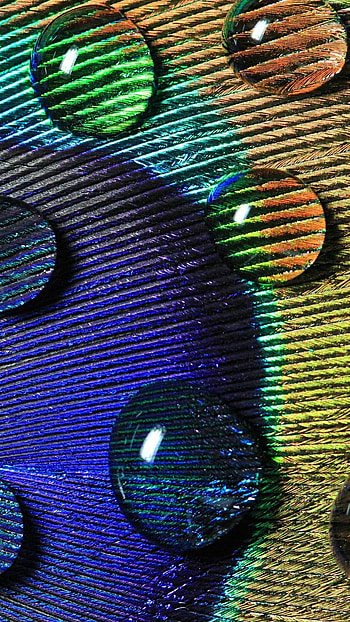 Peacock Feather, Colorful Feather, Water Drop HD phone wallpaper