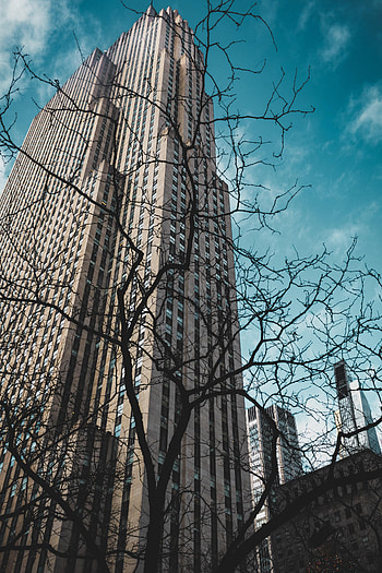 Cities, City, Building, Branches, Bottom View HD phone wallpaper