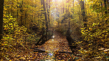 Footbridge, bridge, autumn, forest HD wallpaper