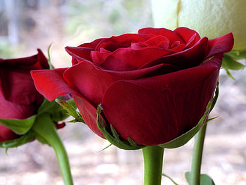 red rose, rose, nature, flowers, red HD wallpaper