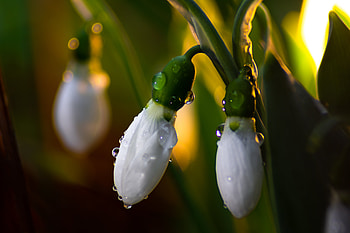 Valley flower, Snowdrop, close up, bud HD wallpaper