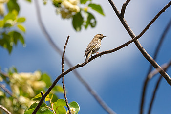 Animals, Leaves, Feather, Bird, Beak, Branch HD wallpaper