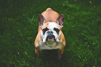 Animals, Grass, Dog, Muzzle, French Bulldog HD wallpaper