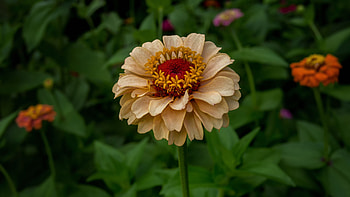Light Yellow Zinnia Flower With Petals In Green Leaves Plants Background Flowers HD wallpaper
