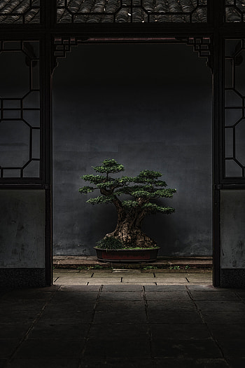 Plant, Miscellanea, Miscellaneous, Wood, Tree, Door, Decorative, Bonsai HD phone wallpaper