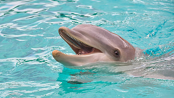Happy Dolphin, sea, happy, laughing, dolphin HD wallpaper