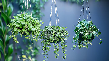 Serene Hanging Plants in Stunning Ultra, hanging plant, plant, indoor gardening, greenery HD wallpaper