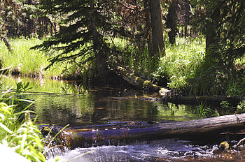 Forest Stream, brook, water, forest, mountain stream, stream HD wallpaper