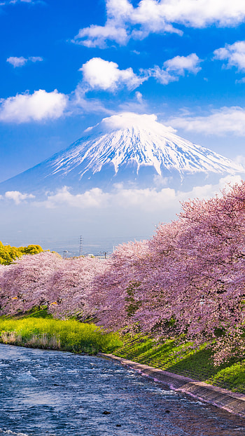 Japan, nature, Mount Fuji HD phone wallpaper