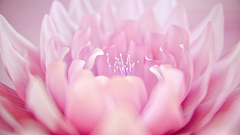 Peony, pink, skin, fantasy, flower, cx xh, cxxh HD wallpaper