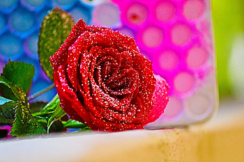 Red rose, close up, flower HD wallpaper