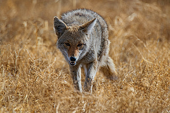Coyote hunting contest, Animal advocates lawsuit, Prompts legal action, Wildlife protection HD wallpaper