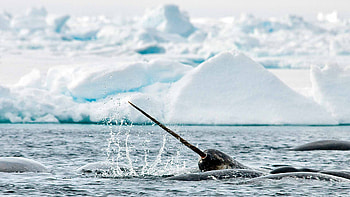 Narwhal, Whale watching holidays, Natural World Safaris HD wallpaper