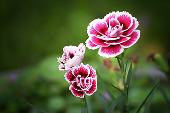 Carnation , Beautiful backgrounds, Flower , Nature's palette HD wallpaper