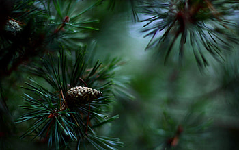 Cones, Needle, Macro, Fir, Spruce HD wallpaper