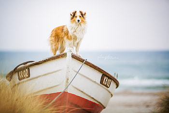 all aboard, dogs, puppies, cute, animals HD wallpaper