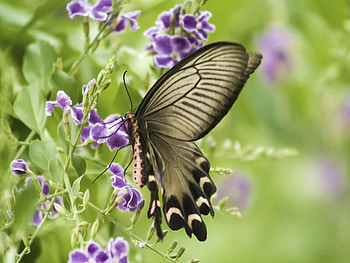 Wings of smoke, purple, wings, smoky, butterfly, flower, patterned, frilly HD wallpaper