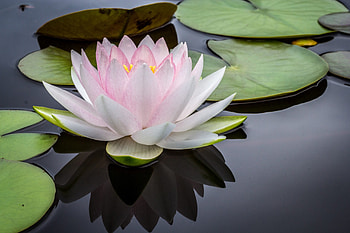Lily Pad, Flower species, Samaracare counseling, Botanical interest HD wallpaper