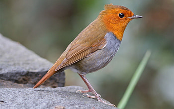 Animals, Rock, Bird, Blur, Smooth, Stone HD wallpaper