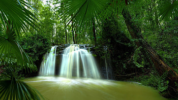 Nature, Leaves, Palms, Waterfall, Greens, Tropics, Jungle, Humidity, Hot, Thicket, Thickets HD wallpaper