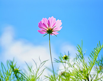 Cosmos, pink flower, spring HD wallpaper