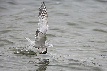 Animals, Gull, Seagull, Hunting, Hunt, Mining HD wallpaper