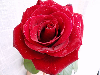Plants, Flowers, Roses HD wallpaper