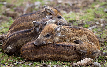 Animals, Grass, Young, To Lie Down, Lie, Cubs, Bask, Boars, Wild Boars HD wallpaper