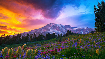 Mt. Rainier at Sunset, Washington, landscape, trees, clouds, colors, sky, flowers, usa, mountain HD wallpaper