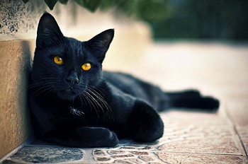 Animals, To Lie Down, Lie, Muzzle, Sight, Opinion, Black Cat HD wallpaper