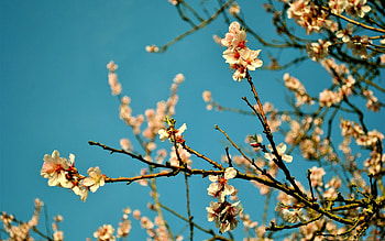 Best spring , , High-definition , Vibrant nature HD wallpaper