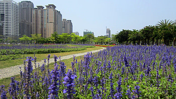 City garden, garden, building, City, Lavender HD wallpaper