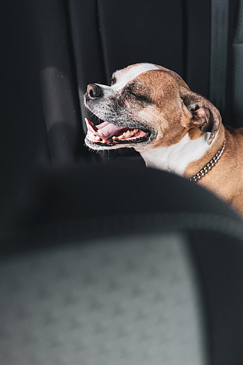 Funny, Animals, Dog, Pet, Protruding Tongue, Tongue Stuck Out HD phone wallpaper