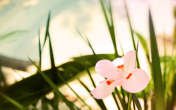 Plants, Flowers HD wallpaper