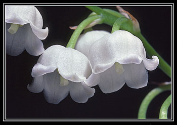lily of the valley, bell, delicate, white, lily HD wallpaper